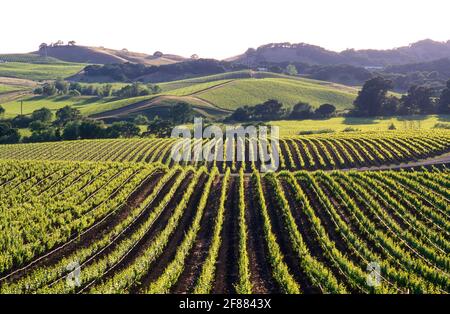 USA, California, Napa Valley, Carneros Valley Vineyards Foto Stock