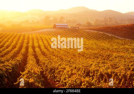 USA, California, Napa Valley, Carneros Valley, vigneti al tramonto Foto Stock