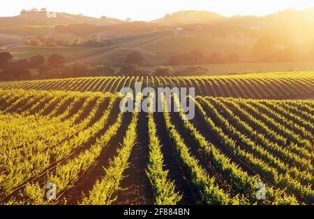 USA, California, Napa Valley, Carneros Valley, vigneti al tramonto Foto Stock