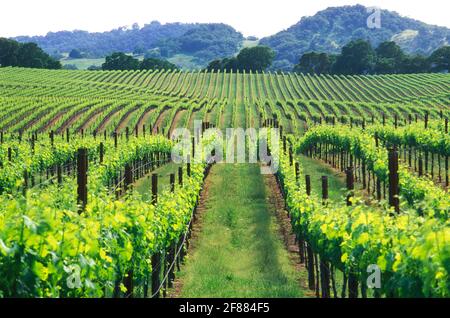 USA, California, Napa Valley, Carneros Valley, vigneti Foto Stock