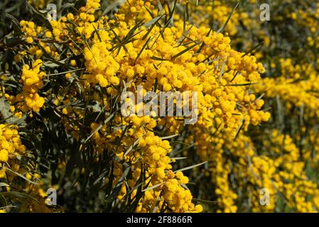 Un'acacia d'argento fiorente gialla (Acacia deambata), o falsa mimosa, con i suoi fiori in primavera in Sicilia Foto Stock