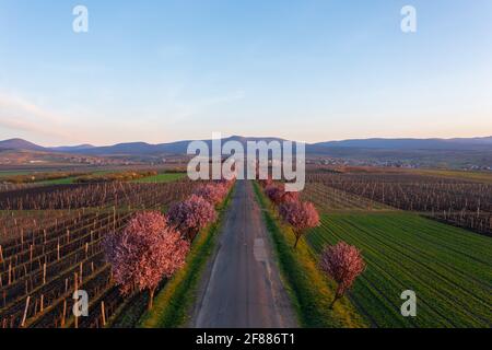 Gyongyostarjan, Ungheria - Vista aerea sugli splendidi alberi di prugne in fiore sulla strada. Paesaggio primaverile dell'alba, fioritura dei ciliegi. Foto Stock