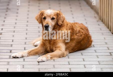 Cane marrone Golden Retriver seduto su una strada della città. Foto Stock