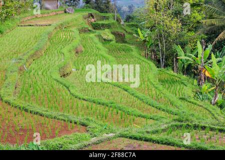 Risaie a schiera con palme nella zona rurale di Bali, Indonesia Foto Stock