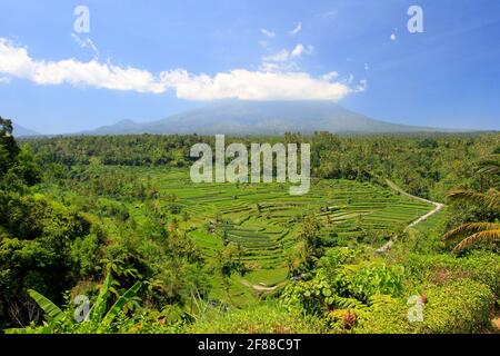 Risaie o campi di Bali, Indonesia con cielo blu e vulcano Monte Agung sullo sfondo Foto Stock