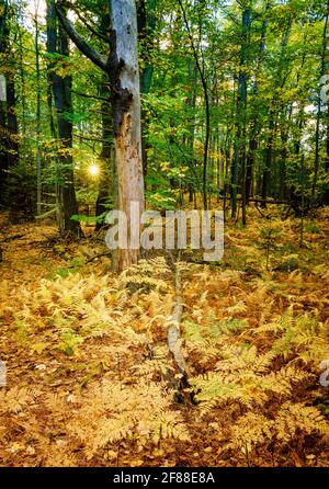 Prendere il sole sbirciando tra gli alberi della Riserva Naturale di Robinson Woods a Cape Elizabeth, Maine Foto Stock