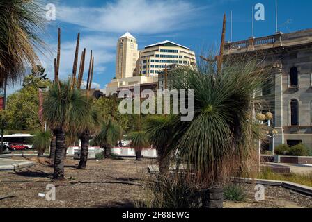 Australia, Adelaide, alberi di erba e uffici Foto Stock