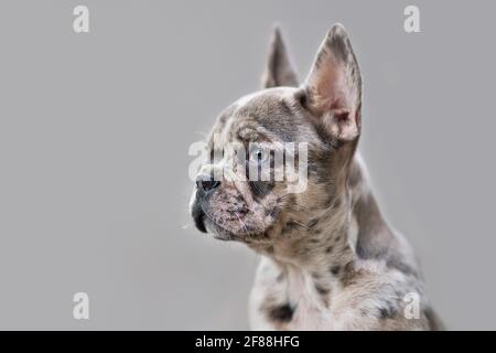 Giovane cucciolo di Bulldog francese colorato merle con macchie chiazzate davanti allo sfondo grigio Foto Stock