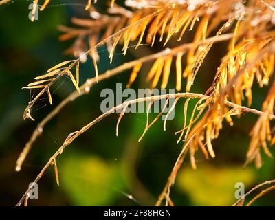 Aghi di pino aggrovigliati con ragnatele in un luminoso e caldo sole primaverile, davanti a uno sfocato sfondo verde cespuglio. Foto Stock