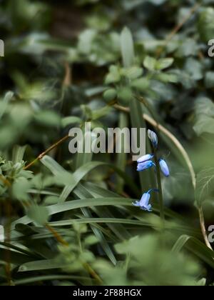 Immagine ravvicinata dei fiori di bluebell che emergono dalle loro gemme contro uno sfondo verdeggiante di sottobosco focalizzato. Foto Stock