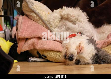 primo piano di un bel cane Foto Stock