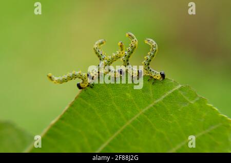 Cinque brucerpillars che mangiano le foglie verdi del nocciolo in una fila sopra un primo piano di sfondo verde Foto Stock