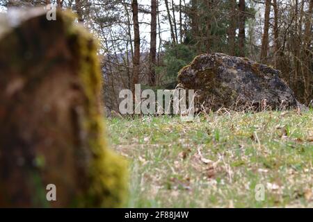 vista panoramica delle rocce su un prato nel bosco della franconia superiore Foto Stock