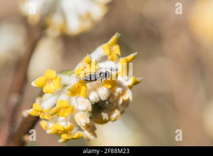 Hoverfly, Meliscaeva auricollis, su Edgeworthia crisantha Foto Stock