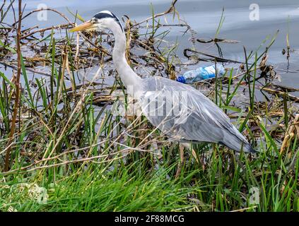 Heron. Primo piano di un airone che stalking la sua preda tra le canne del fiume Liffey a Dublino, Irlanda con una bottiglia di plastica per l'azienda. Foto Stock