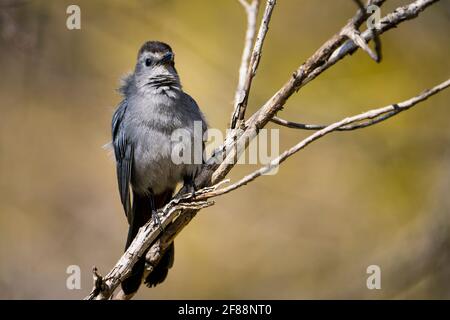 Catbird grigio arroccato la cui chiamata assomiglia ad un gatto. Foto Stock