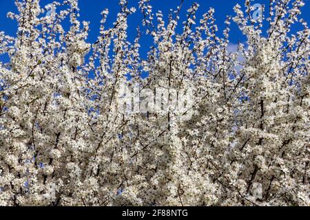 White Spring Hawthorn fiore Cambridgeshire Foto Stock