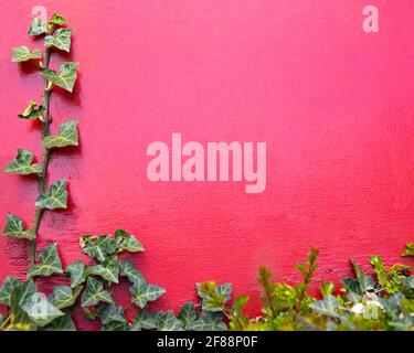 Primo piano di una Ivy - impianto di arrampicata - su sfondo rosso. Foto Stock