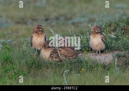 La famiglia di Owl che ha fatto il burrowing al burrow nel parco nazionale delle praterie, Saskatchewan, Canada Foto Stock