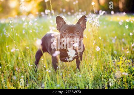 Bulldog francese, cane anziano godendo di un prato con fiori e giocando all'esterno Foto Stock