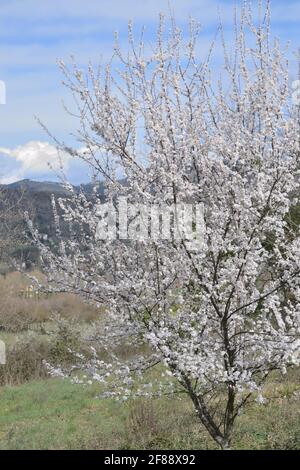 sfondo primaverile con fiori di prugna bianchi sui rami Foto Stock