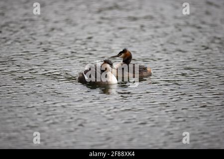 Svasso maggiore sul lago Foto Stock