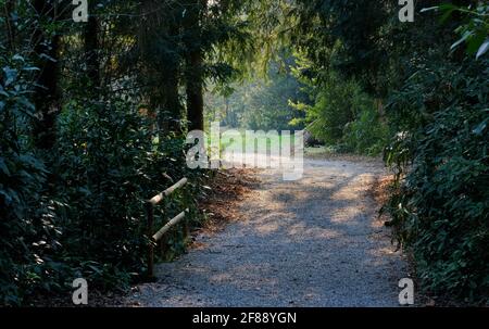 Passaggio che conduce ad una piccola radura soleggiata nel bosco di un parco naturale Foto Stock