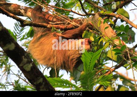 Due punte sloth appeso da un albero nella giungla di Costa Rica Foto Stock