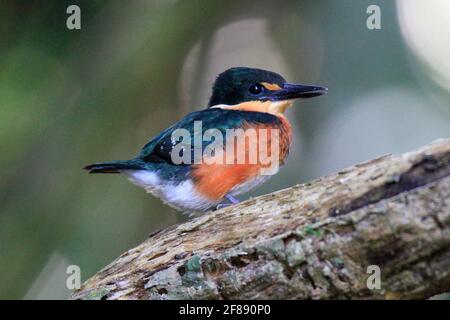 Colorato Martin pescatore pigmeo su una filiale in Costa Rica Foto Stock