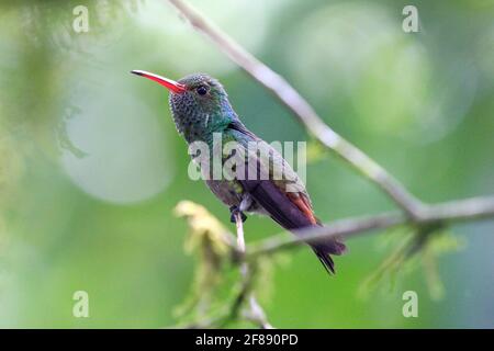 Colibrì con coda rufous appollaiato su un ramo con sfondo verde In Costa Rica Foto Stock