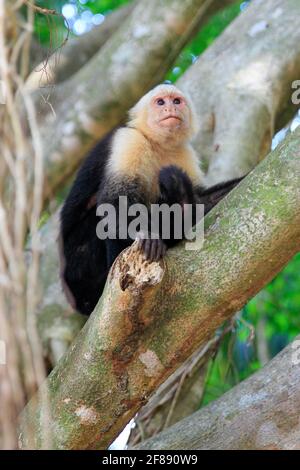 Scimmia cappuccina di fronte bianca su un ramo nella giungla Di Costa Rica Foto Stock