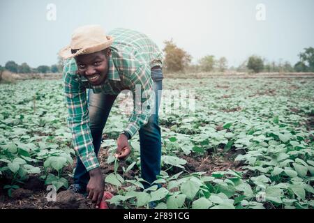 L'uomo agricolo africano tirare la patata dolce a agricoltura biologica o concetto di coltivazione Foto Stock