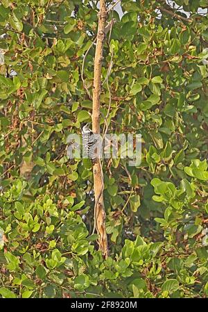 Freckle-breasted Woodpecker (Dendrocopos analis longipennis) femmina adulto su tronco di albero morto Ang Trapaeng Thmor, Cambogia Gennaio Foto Stock