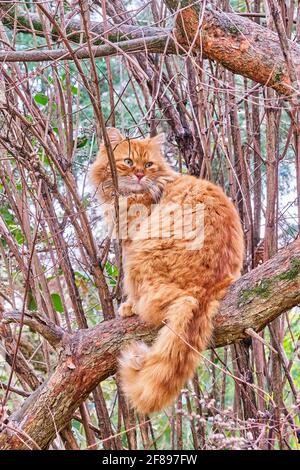 Un gatto rosso feriale meraviglioso con gli occhi verdi siede su un ramo spesso e guarda indietro. Foto Stock