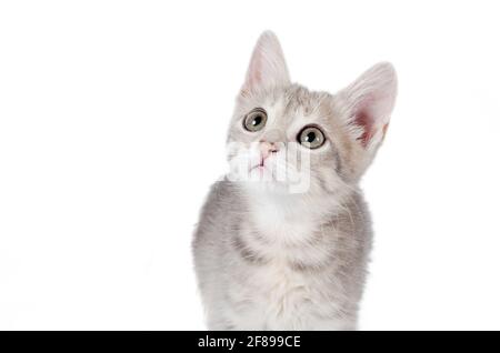 tabby gattino guardando in alto curiosamente su uno sfondo bianco isolato Foto Stock