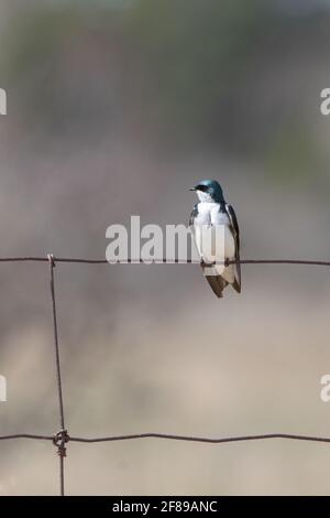 Uno Swallow di albero (Tachycineta bicolore) appollaiato su una recinzione di filo Foto Stock