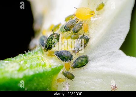 Afidi sul fiore di fiore freddo. Questi sono i pesti di insetto che danneggiano le colture succhiando la cellula da varie parti della pianta. Foto Stock
