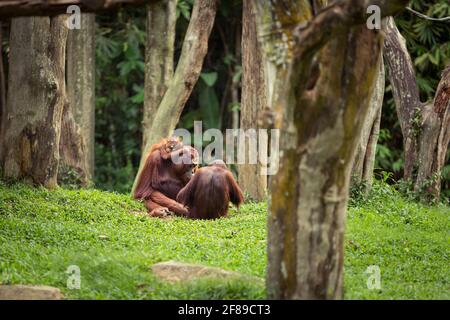 Madre orangutana con due figli che trascorrono un po' di tempo insieme tra alcuni alberi. Foto Stock