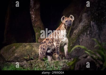 Una sola iena che guarda la telecamera di notte. Foto Stock