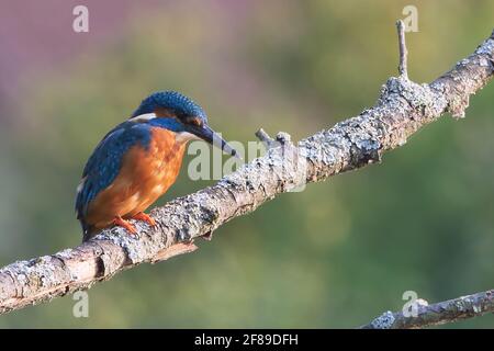Il comune kingfisher o kingfisher eurasiatico seduto su un ramo (Alcedo) Foto Stock