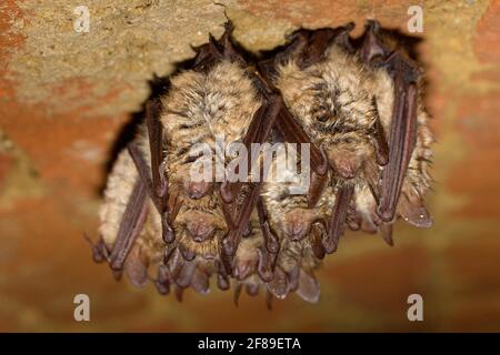 Gruppo di frangifauna (Myotis emarginatus) nella cantina Foto Stock