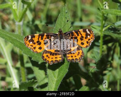 Farfalla la mappa (Araschnia levana) sulla foglia Foto Stock