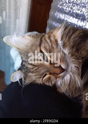 Un gatto di nome Crimea dorme sulla camicia del proprietario. Sonno gatto guardare. Foto Stock