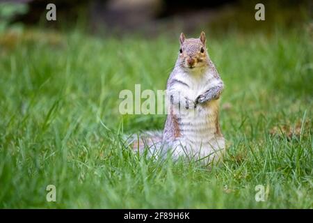 Issaquah, Washington, Stati Uniti. Western Grey Squirrel in piedi in erba per ottenere una vista migliore. Conosciuto anche come Banner-tail, California Grey Squirrel Foto Stock
