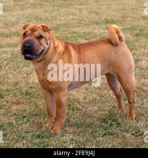 Chinese Shar Pei Foto Stock