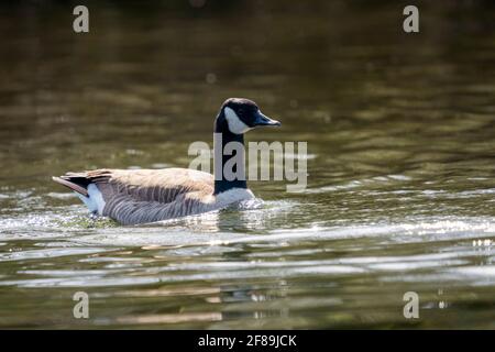 Issaquah, Washington, Stati Uniti. Canada Goose nuotare nel Lake Sammamish state Park. Foto Stock