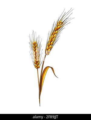 Orecchie di grano da un tuffo di acquerello, disegno colorato, realistico. Illustrazione vettoriale delle vernici Illustrazione Vettoriale