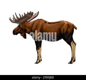 Moose da una spruzzata di acquerello, disegno colorato, realistico. Illustrazione vettoriale delle vernici Illustrazione Vettoriale