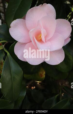 Camellia sasanqua ‘Peach Blossom’ Camellia sasanqua Peach Blossom – Shell pink semi-double flowers, aprile, Inghilterra, UK Foto Stock