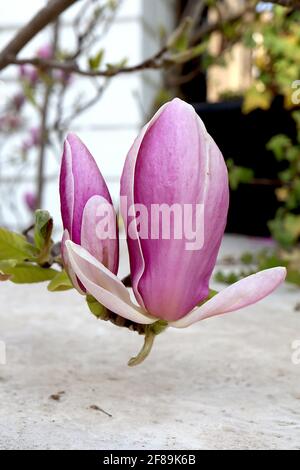Magnolia x soulangeana ‘Rustica Rubra’ Saucer Magnolia Rustica Rubra – fiori rosa a forma di calice con interni bianchi, aprile, Inghilterra, Regno Unito Foto Stock